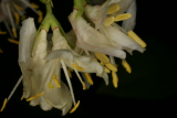Lonicera fragrantissima RCP2-09 062 (10).jpg